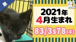 黒猫の保護子猫をご紹介☆2021年4月生まれの女の子☆花の木シェルター「本館」所属