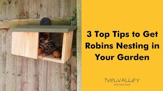 3 Top Tips to Get Robins Nesting in Your Garden