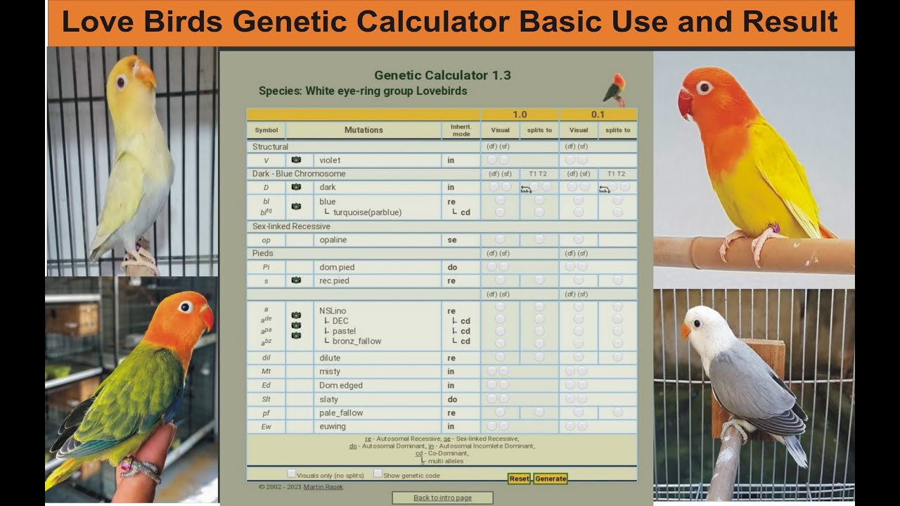 Basic Use Of Love Birds Genetic Calculator 1.3 - YouTube