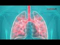 நுரையீரலை பாதுகாக்கும் வழிமுறைகள் lungs