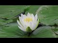 花鳥風月【4k】｜スイレン　water lily