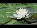 花鳥風月【4k】｜スイレン　water lily