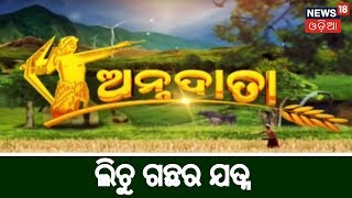 ଲିଚୁ ଗଛରେ ଫୁଲ ଓ ଚଣା ଆସିବା ସମୟରେ ଯତ୍ନ | 11 March, 2019 | ANNADATA | News18 Odia