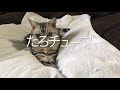 【ぬいぐるみを抱っこして寝る猫】ぬいぐるみと一緒にお昼寝〜the healing power of cats〜