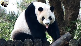 20191201 圓仔假睡醒枝，只是換睡姿 The Giant Panda Yuan Zai