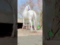 nukra white horse desi nukra punjab white stallion horse animals nezabazi trending