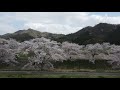 ドローン 丹波篠山市の桜並木