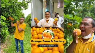 EP #53 - Orange Farm \u0026 Factory in Morocco, A Trip to Beni-Mellal to experience Oranges