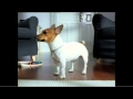 Ikea cute little dog commercial