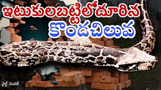 Indian rock python #wildvenkat #viral