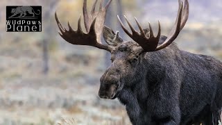 Majestic Moose: Unveiling the Giants of the Forest