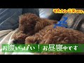 【トイプードル toy poodle 】お昼寝中！！ママのお腹の上気持ちいい☆