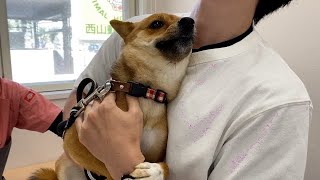 久しぶりの注射に怯える柴犬いちご