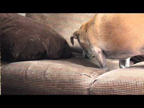 Why is your dog licking the couch? Why is your dog licking the couch?