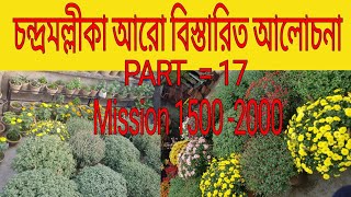 চন্দ্রমল্লীকা আরো বিস্তারিত আলোচনা / Chrysanthemum more detailed conversation