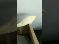 poppipoppipo cheese curd bird birb cuteanimals parrot borb cutebirds cute borbs cutepets