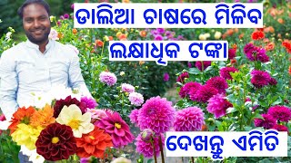 ଓଡିଶାରେ ଡାଲିଆ ଫୁଲ ଚାଷ, Dalia Flower farming full details explained in Odia, Low investment business