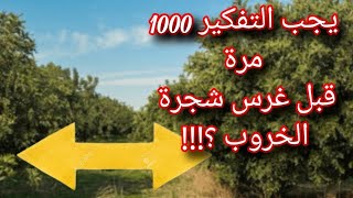 Carob tree لا تغامر كثيرا قبل غرس الخروب تعرف على السبب؟