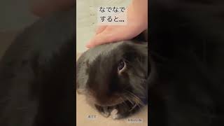 黒うさぎ うっとりしちゃいます