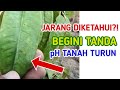 WAJIB TAU‼ BEGINI TANDA PH TANAH TURUN PADA TANAMAN (durian / Alpukat)⁉