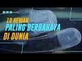 10 Hewan yang Paling Berbahaya di Dunia