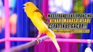 #305 Masteran Suara Burung Kenari Gacor Panjang cuit cuit Ngerol untuk Pancingan Kenari! [S2]