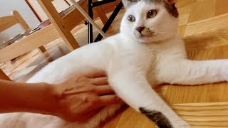 猫のお腹を触ってみると・・・