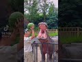 Hippo eating watermelon #hippo #hippopotamus #fyp #viral #Big mouth