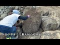 ≪週末diyから始める移住への道≫ ＃024 まるで収穫！？そして、とんでもない埋設物が！重機（バックホー・ユンボ）で抜根5日目。≪アラフィフ開拓≫