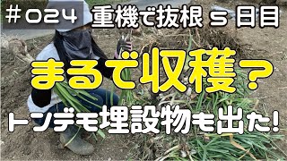 ≪週末DIYから始める移住への道≫ ＃024 まるで収穫！？そして、とんでもない埋設物が！重機（バックホー・ユンボ）で抜根5日目。≪アラフィフ開拓≫