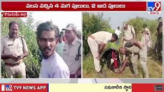 కొమరంభీం జిల్లా పులుల టెన్షన్.. | Tiger Tension in Kumuram Bheem Asifabad -TV9