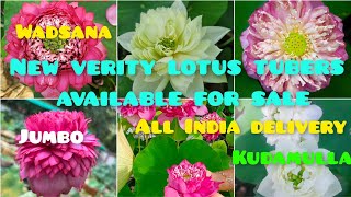 ഏറ്റവും പുതിയ വെറൈറ്റി താമരകൾ available #new verity lotus tubers available for sale#@naazus world