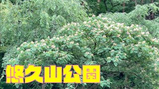 【毎日散歩96】7/12  ネムノキが満開/悠久山公園/Yukyuzan Park