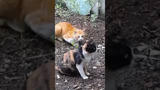 Breeding cats | cats mating แอบดู น้องแมว ผสมพันธุ์