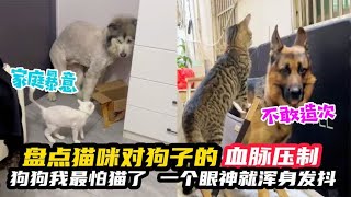 盘点猫咪对狗子的血脉压制，狗狗我最怕猫了，一个眼神就瑟瑟发抖