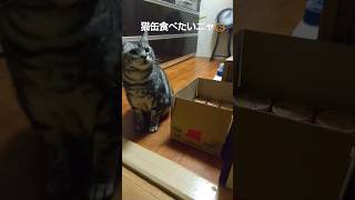 猫缶食べたくて間違えてダンボール食べちゃう可愛い猫ちゃん🐱❤ ムチムチボディのアメリカンショートヘア🐱