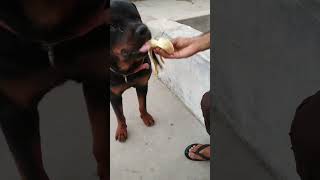 हीरा ने खाया केला #shorts #shortsfeed #viral #trending #funny #Rottweiler #youtubeshorts