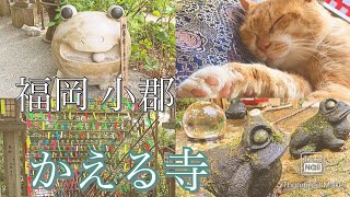 【福岡 小郡】如意輪寺 かえる寺 猫と蛙に癒される旅 #福岡観光