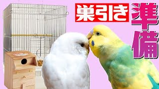 セキセイインコの巣引き！第一歩を踏み出しました