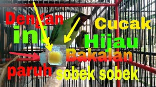 CARA BIKIN CUCAK HIJAU PARUH SOBEK SOBEK