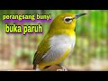 Suara Pleci Ngalas + Ngeriwik Untuk Perangsang Bunyi Ngalas + Gacor Buka Paruh