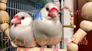 【シルバー文鳥】我が家の日常 ブランコでまったり！？