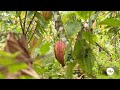 Los beneficios de implementar un sistema agroforestal en su cultivo de cacao - La Finca de Hoy