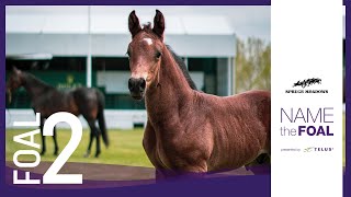 2021 NAME THE FOAL foal 2