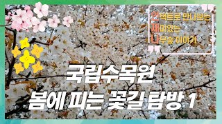 [숲이 오래]   봄에 피는 꽃길 탐방, 첫 번째 이야기