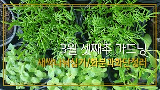 3월 셋째주 가드닝~ 새싹나눠심기/화분과화단정리