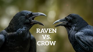 What is the Difference Between Ravens and Crows?
