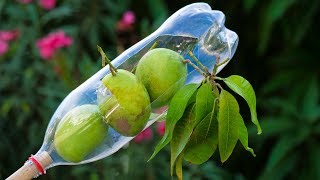 Plastic Bottle Ideas: How to Make Fruit Picker
