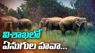 విశాఖలో ఏనుగుల హవా  |  Elephants Hulchul in Vizianagaram District  | ABN Telugu