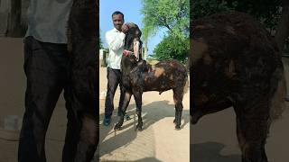 45Inch height me Serohi Bakra Breeder Ajmer tour #goat #bakripalankaisekre #animalfeed #farming